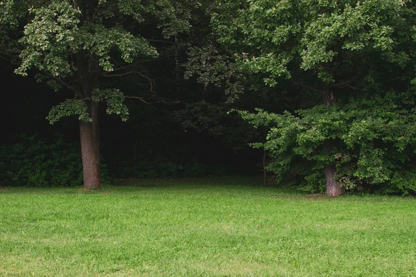 Horizon Padang Rumput Dan Hutan Tempat Berkemah Padang Rumput Hijau — Stok Foto