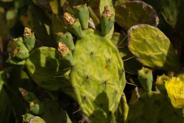 塞浦路斯Ayia Napa海岸美丽的昂贵梨树仙人掌 Opuntia Ficus Indica Indian Fig Opuntia Barbary Fig — 图库照片