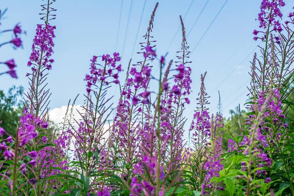 Campo de flores de sally florescendo ou chá de Ivan, chá de ervas medicinais selvagens de planta de salgueiro ou Epilobium — Fotografia de Stock