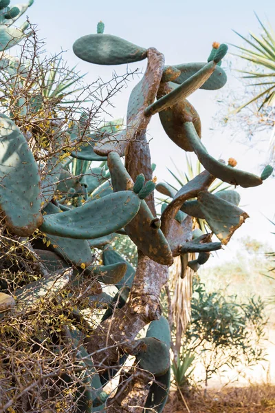 Cactus de pera espinosa crece en Chipre. Opuntia, ficus-indica, higo opuntia india, higo barbario —  Fotos de Stock
