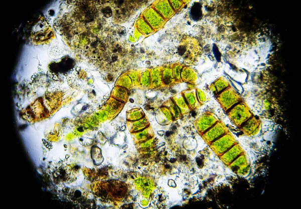 Mikroalgák Mikroszkóp Alatt Mohából Vett Minta — Stock Fotó