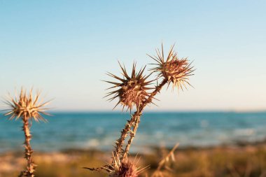 Kıbrıs 'ta Ayia Napa sahilinde kurak devedikeni, vahşi enginar, mavi gökyüzü ve denizin bulanık arkaplanı