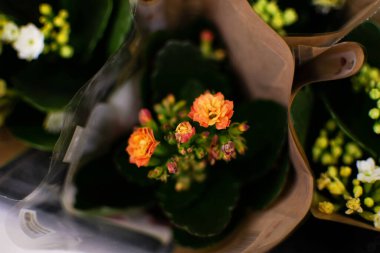 Bir bukette küçük turuncu begonya çiçekleri