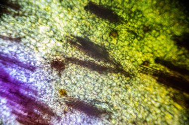 Işık mikroskobunun altında zencefil kökü