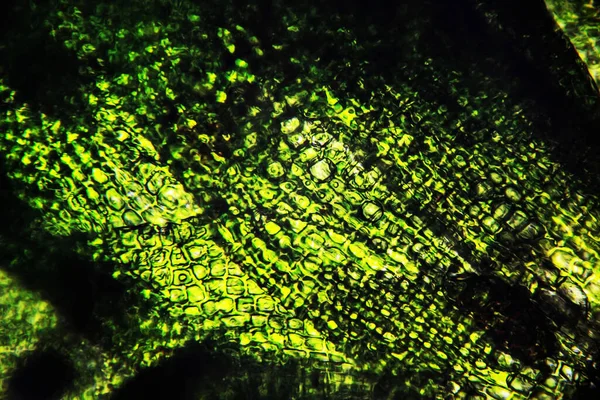 Daun Lumut Bawah Mikroskop Latar Belakang Sel Hijau — Stok Foto