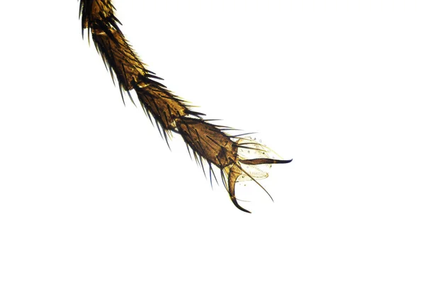 Нога Метелика Щетиною Кігтями Під Легким Мікроскопом Збільшення 100 Разів — стокове фото