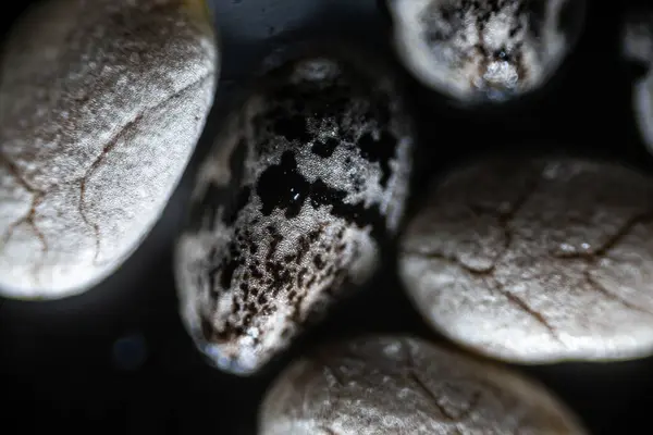 Biji Chia Menutup Bawah Mikroskop Cahaya Perbesaran Kali — Stok Foto