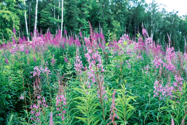 Gebied Van Bloeiende Sally Bloemen Ivan Tea Wilde Geneeskrachtige Kruidenthee — Stockfoto