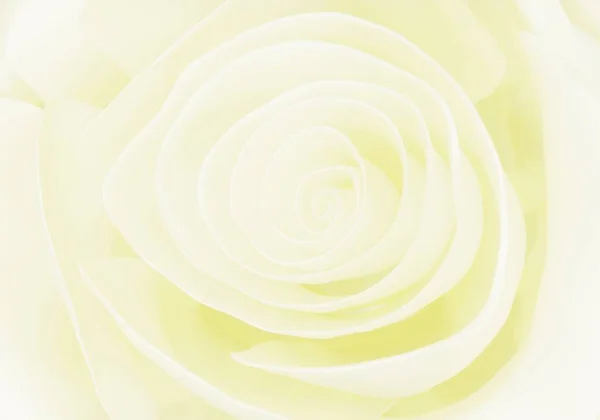 Елегантний Світло Жовтий Квітковий Фон Троянди Рендеринг — стокове фото