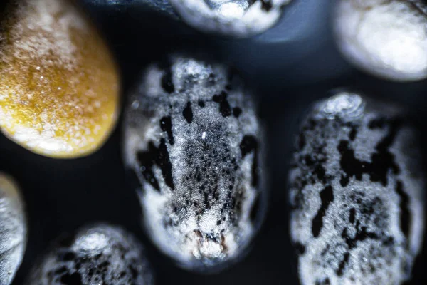 Semințele Chia Închid Sub Microscopul Luminos Mărire Ori Focalizare Moale fotografii de stoc fără drepturi de autor