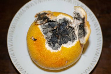 one damaged rotten grapefruit on white background clipart