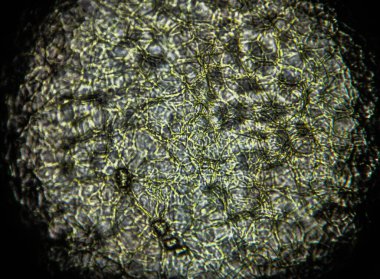 Bir portakal tohumu mikroskop altında soyuluyor.