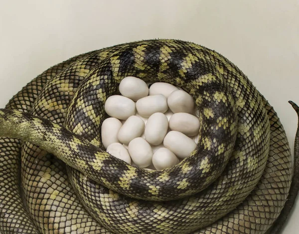 Carpet Python Eggs Python Nest Morelia Spilota 스톡 이미지