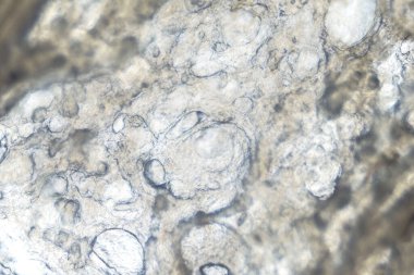 Mikroskop altında haşlanmış sosis dokusu, yiyecek araştırması.