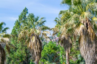 Rusya 'nın Soçi şehrinde palmiye ağaçları ve mavi gökyüzü
