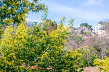 Acacia Antbata 'nın çiçek açan ağacı, Gümüş akasya ya da Mimosa. Şenlikli bahar mevsimi konsepti. Mimosa dalları çiçek açıyor. Anneler Günü, 8 Mart, Paskalya. Bahçe, bahçe.