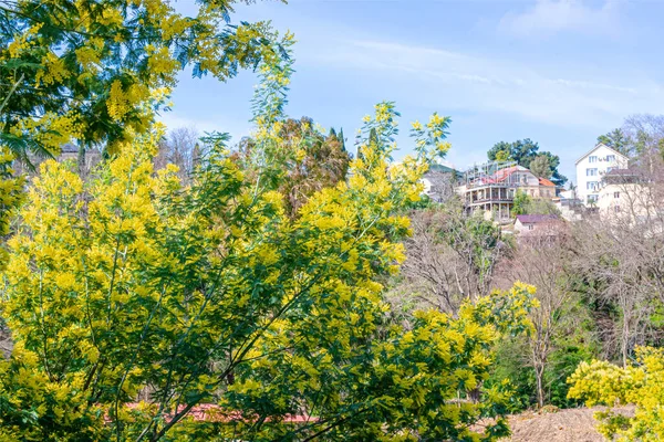 Acacia Antbata 'nın çiçek açan ağacı, Gümüş akasya ya da Mimosa. Şenlikli bahar mevsimi konsepti. Mimosa dalları çiçek açıyor. Anneler Günü, 8 Mart, Paskalya. Bahçe, bahçe.