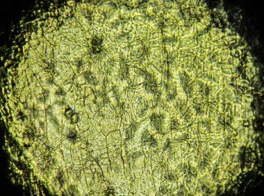 Açık mikroskop altında dış kabuk portakal tohumu, 400 kat büyütme