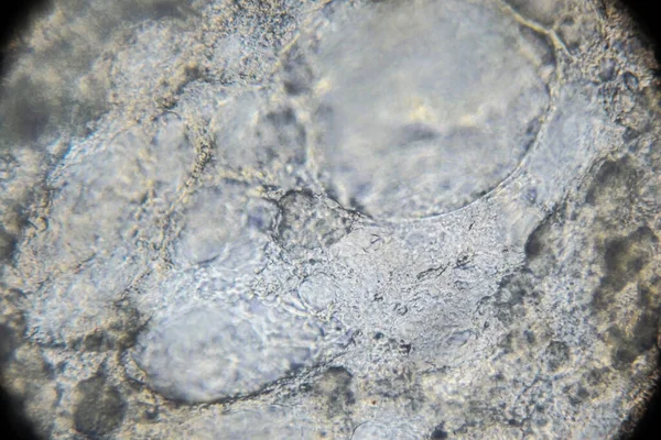 Tekstura Kiełbasy Mlecznej Pod Mikroskopem Powiększenie 400 Razy — Zdjęcie stockowe