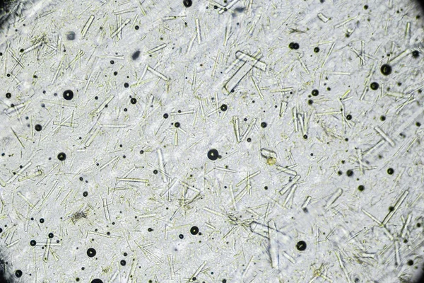 Miere Artificială Cristale Mari Zahăr Dreptunghiular Sub Microscop Miere Naturală — Fotografie, imagine de stoc