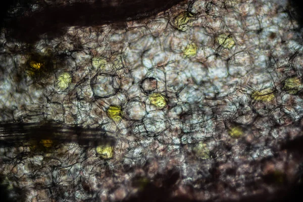Nakrájený Kořen Zázvoru Pod Lehkým Mikroskopem Zvětšení 100X Mikroskop Cíl — Stock fotografie