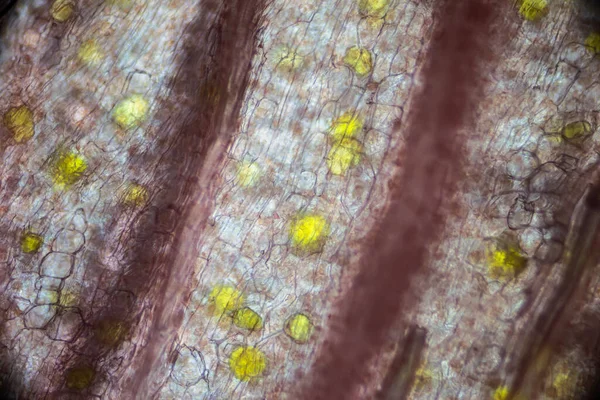 현미경 아래에 100 배나되는 현미경을 목표로 — 스톡 사진