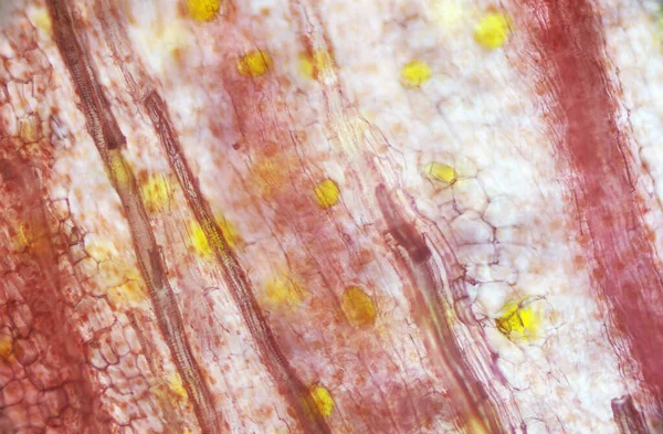 Marynowany Korzeń Imbiru Pod Mikroskopem Światła Powiększenie 100 Razy Obiektyw — Zdjęcie stockowe