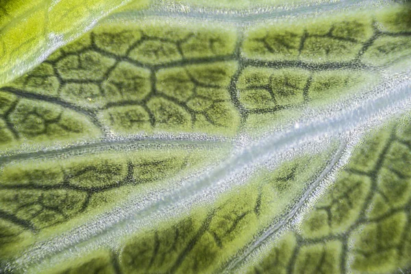 Groene Selderij Blad Macro Onder Microscoop Met Een Vergroting Van — Stockfoto