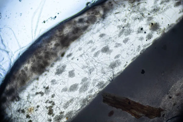 Kombucha Čajové Makro Zblízka Pod Lehkého Mikroskopu Zvětšení 100X Mikroskop — Stock fotografie