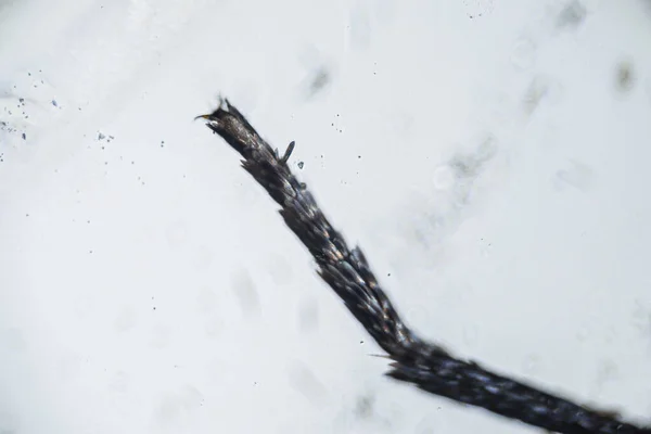 Ephestia Elutella Kaki Ngengat Dengan Skala Makro Menutup Bawah Mikroskop — Stok Foto