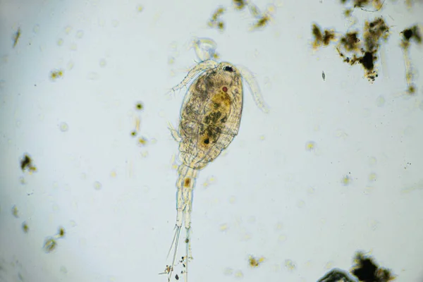 Copepod Cyclops tatlı su havuzunda bulunan küçük bir kabuklu deniz hayvanıdır. Zooplankton, mikro kabuklu ışık mikroskobu altında. 100 kat büyütme, mikroskop hedefi 10