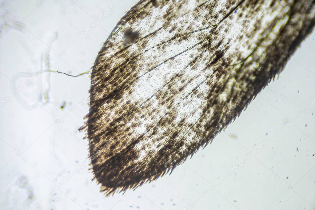 Ephestia elutella, wing of grain moth with scales macro close up under the light microscope, magnification of 40 times, microscope objective 4
