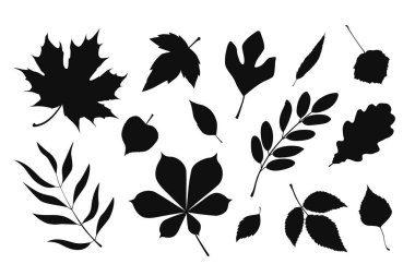 Beyaz zemin üzerinde, akçaağaç, yulaf, ceviz, kestane ve diğer çeşitli yaprak şekillerini içeren siyah siluet yapraklarının vektör koleksiyonu.