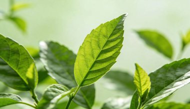 Taze Yeşil Yapraklar Botanik Bahar Arkaplanı, Sağlıklı Yaşam İçin Yumuşak Işıklı Doğal Yapraklar, Organik Ürünler, Sürdürülebilirlik, Doğa Markalaşması ve Sağlıklı Yaşam Tarzı Tasarımı.