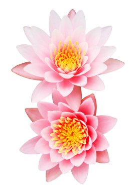 Pembe Lotus Çiçeği Beyaz Arkaplanda İzole Edildi