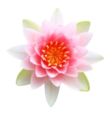 Pembe Lotus Çiçeği Beyaz Arkaplanda İzole Edildi