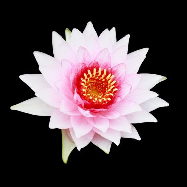 Siyah arka plan üzerine izole pembe lotus çiçeği