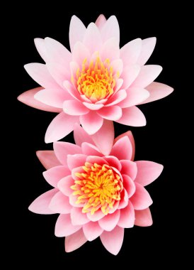 Siyah arka plan üzerine izole pembe lotus çiçeği