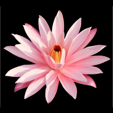 Siyah arka plan üzerine izole pembe lotus çiçeği