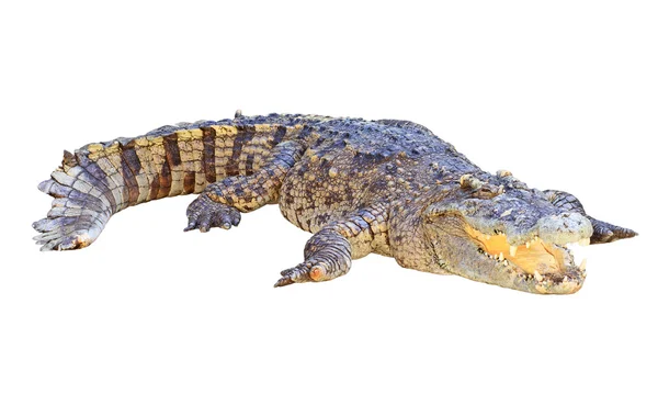 Krokodil isolerad på vit bakgrund — Stockfoto