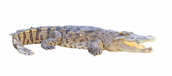 Krokodýl izolovaný na bílém pozadí — Stock fotografie