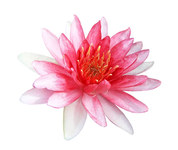 Flor de loto rosa aislada sobre fondo blanco —  Fotos de Stock