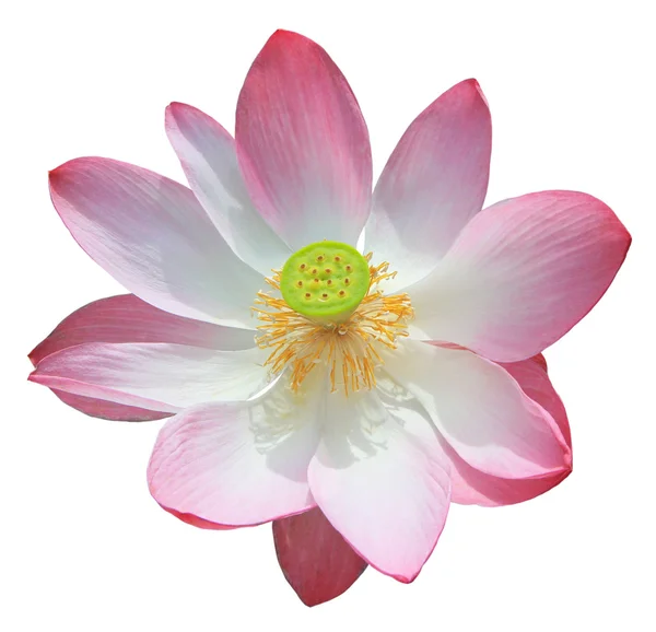 Flor de lótus rosa isolado em fundo branco — Fotografia de Stock