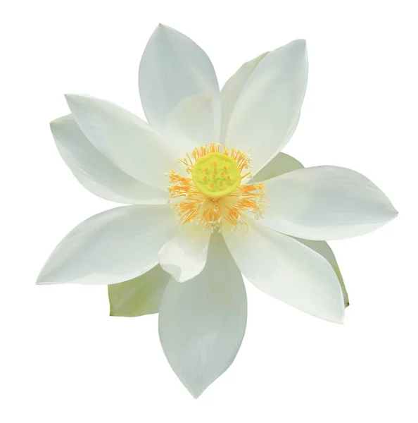 Beyaz Nilüfer Çiçeği Beyaz Arkaplanda İzole Edildi