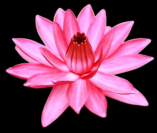 Flor de loto rosa aislada sobre fondo negro — Foto de Stock