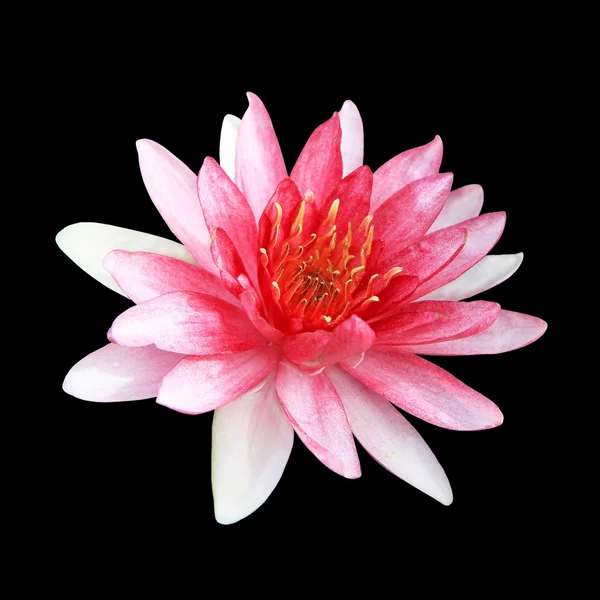 Flor de loto rosa aislada sobre fondo negro — Foto de Stock