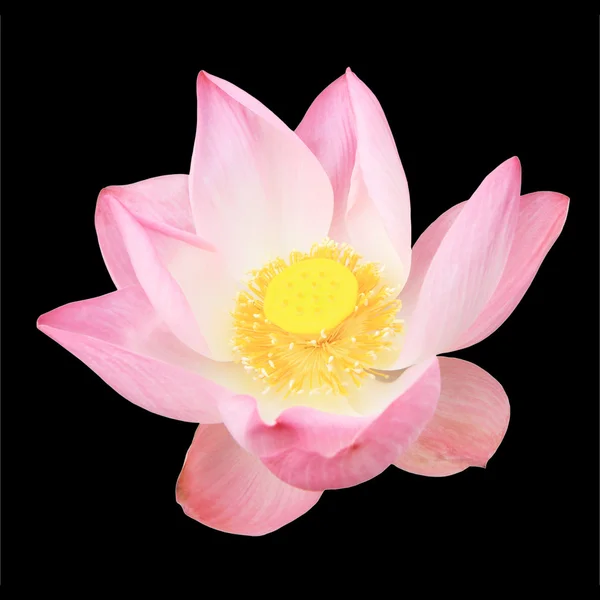Flor de lótus rosa isolada no fundo preto — Fotografia de Stock