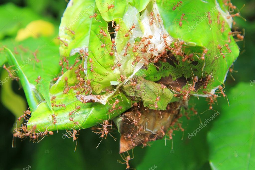 red ants nest