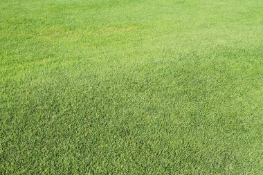 Beyaz arka plan üzerinde izole eski ejderha heykeli