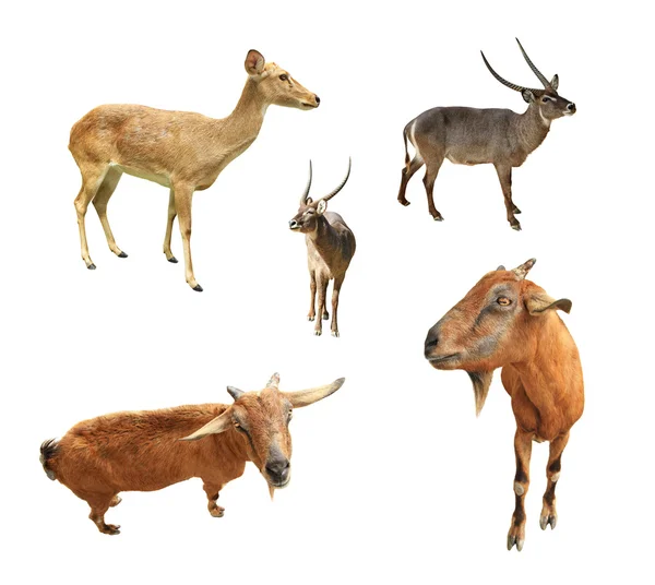 Collection of animal wildlife — Stock Photo, Image